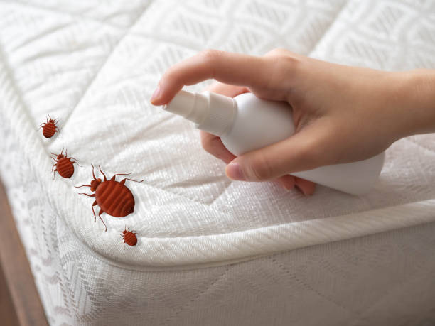 Wasp Removal Services in Norton Center, MA