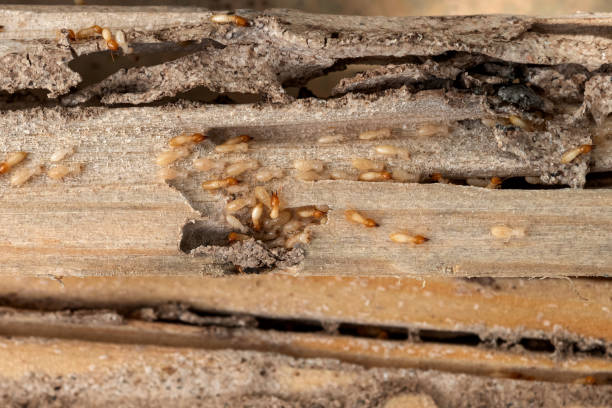 Best Wildlife Control Services  in Norton Center, MA