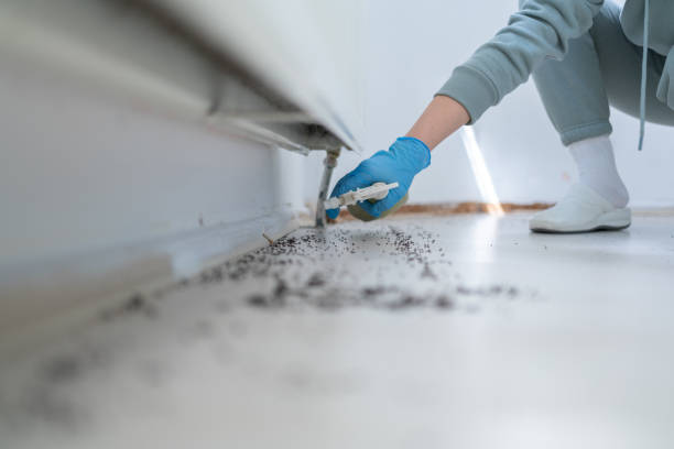 Best Mosquito Control Services  in Norton Center, MA