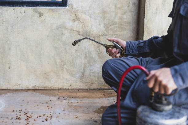 Best Wasp Removal Services  in Norton Center, MA